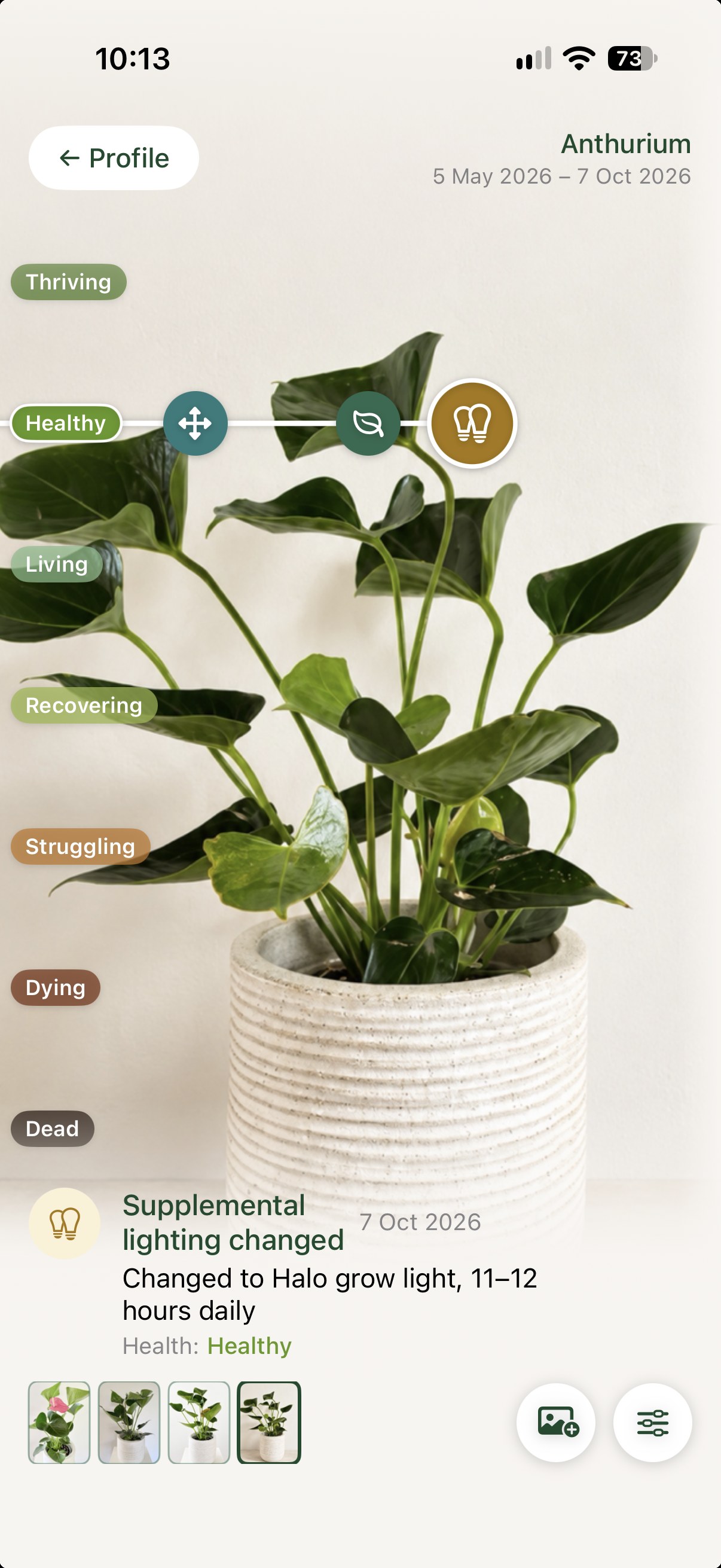 An Anthurium’s Journey in Liana, with a change to a Halo grow light, 11 to 12 hours daily, recorded on 7 October 2026